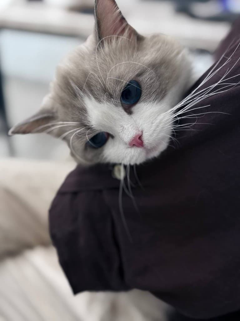 گربه خانگی در آغوش مراقبت