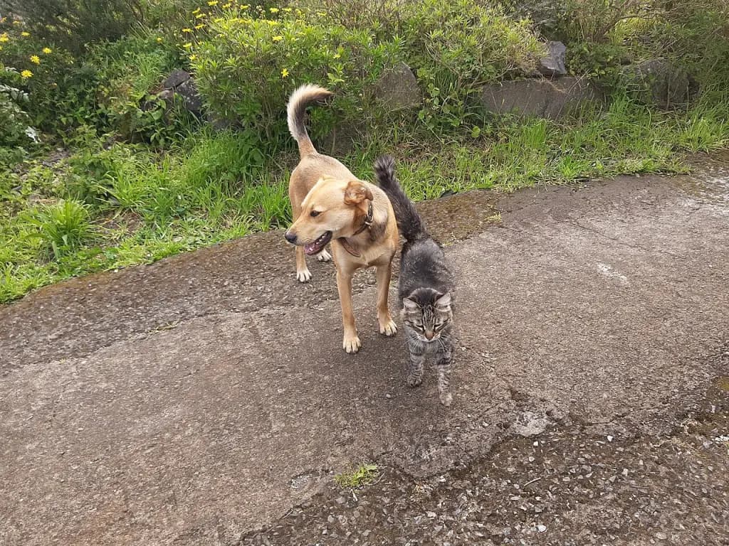 A dog and cat together outdoors