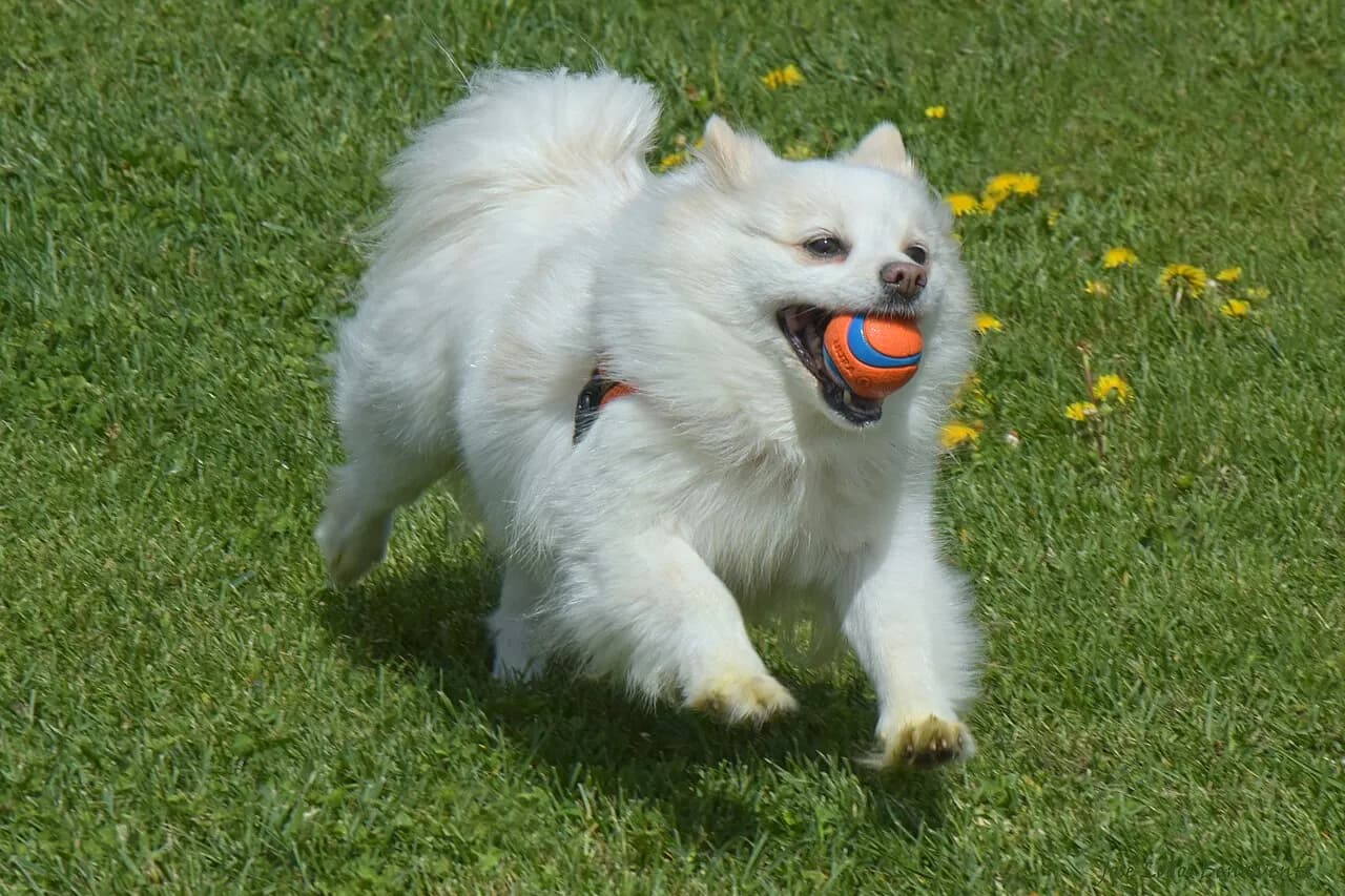 A happy white dog playing outdoors