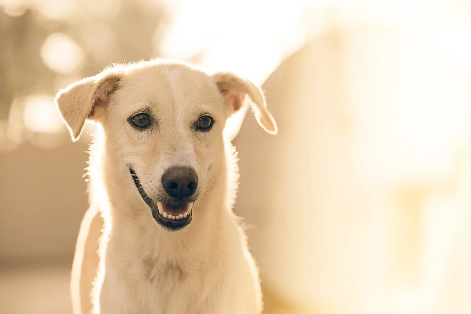 A happy dog in warm outdoor light